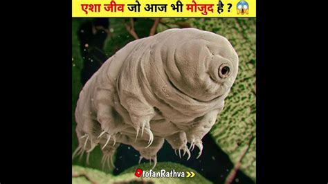 Amazing Facts About Tardigrade 😱 Short Video Amazing Facts Shorts