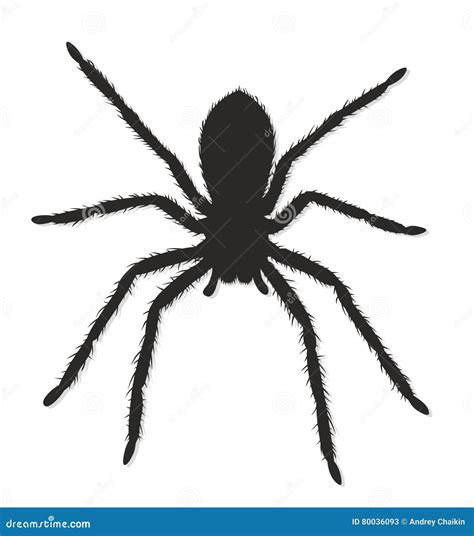 Silhueta preta da aranha ilustração do vetor Ilustração de aranha