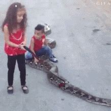 Snake Slithering GIF - Find & Share on GIPHY