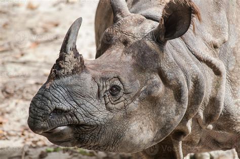 Greater One Horned Rhinoceros Indian Rhinocerosrhinoce Ros Uni 729815