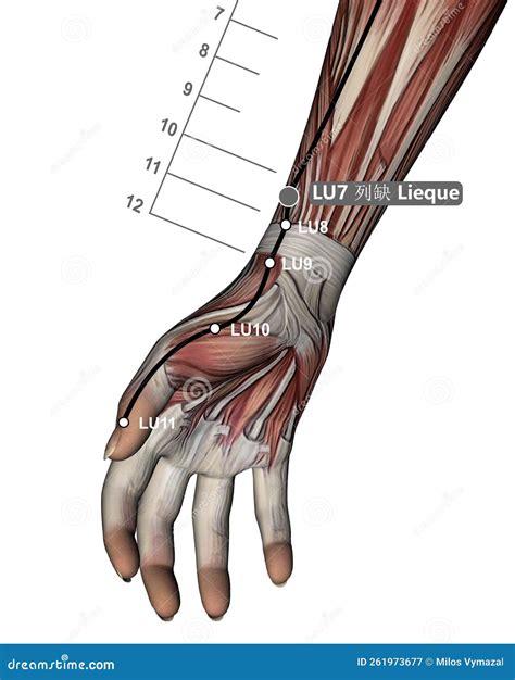 Drawing Acupuncture Point Lu Zhongfu D Illustration Stock Photo