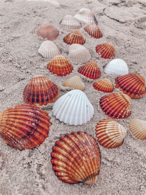 Myrtle Beach Seashell Guide Artofit