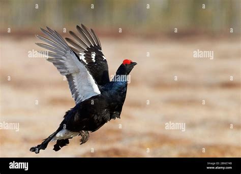 Male Black Grouse Tetrao Lyrurus Tetrix Flying Utajarvi Finland