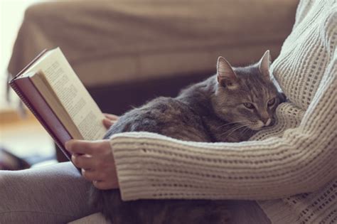 7 Creepy Signs Your Cat Hates You