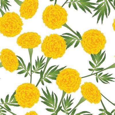 Marigold Vector Art, Icons, and Graphics for Free Download