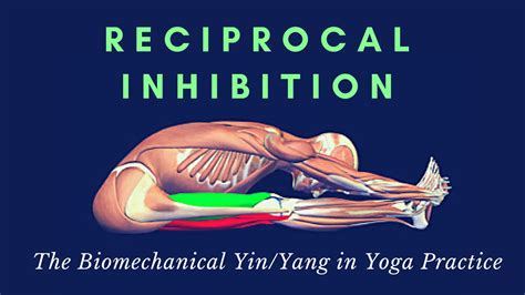 Reciprocal Inhibition: The Biomechanical Yin/Yang in Yoga Practice - YogaUOnline