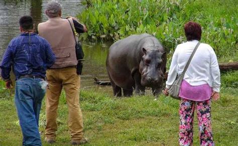 Tyson The Stray Hippo Captured In Mexico Nobody Knows Where It Came From