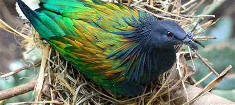 Nicobar Pigeon Bubo Birding