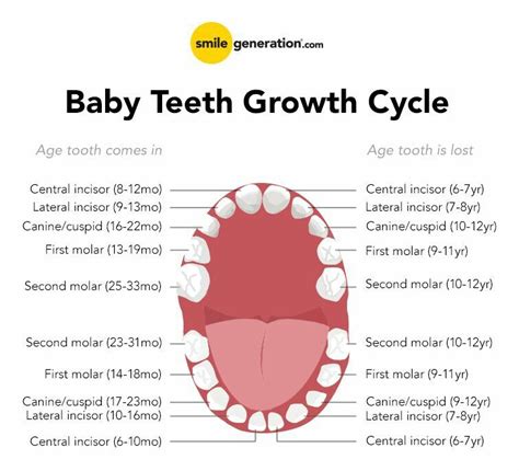 Baby Teeth Growth Cycle Chart Pediatric Dentistry Dental Hygiene