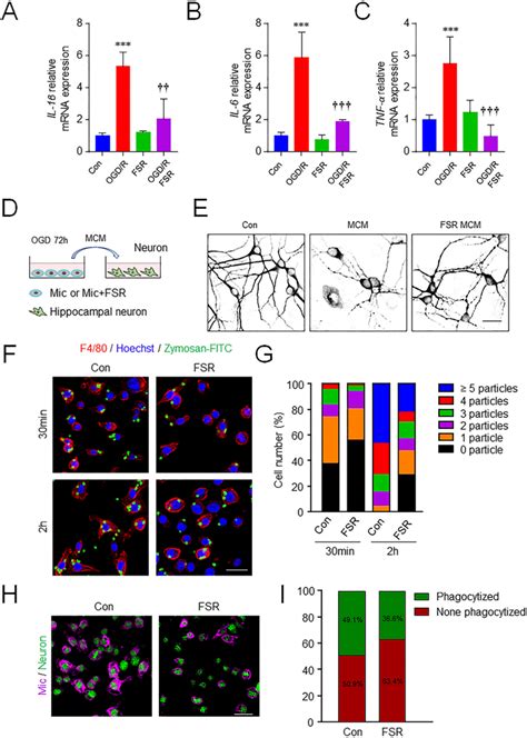 Microglial Inflammatory Responses Induced By Par Activation Lead To