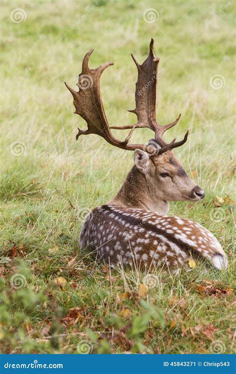 Fallow Deer Buck Stock Image Image Of Deer Horned Beautiful 45843271