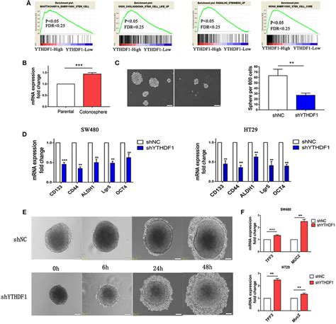 YTHDF1 Promotes The Tumorigenicity Of CRC Cells In Vivo A Imaging