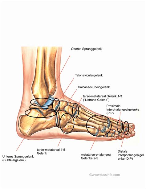 Gelenke Des Fusses Und Sprunggelenkes Berblick Fussinfofussinfo
