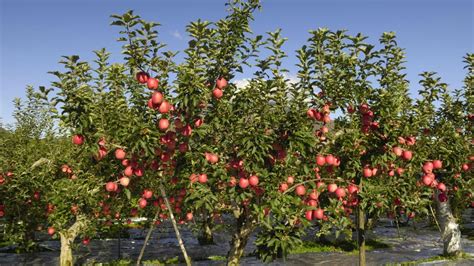 Apple farming सवफल क खत Apple ki kheti kaise karen Apple