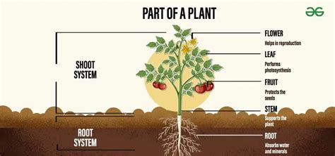 Parts Of A Flower And Their Functions GeeksforGeeks