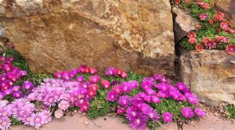 Firescaping Landscaping With Fire Resistant Plants High Country Gardens