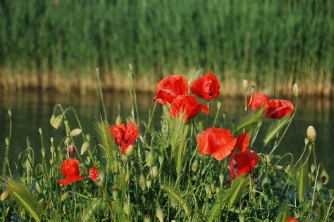 Mohnblumen Blumenarten Mohn Rot Kostenloses Foto Auf Pixabay Pixabay