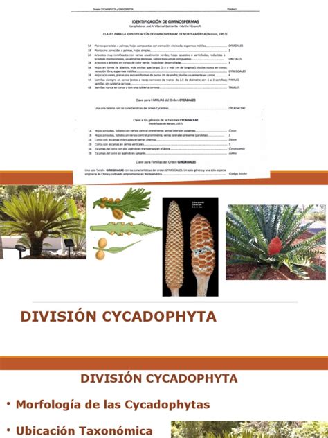 Division Cycadophyta | PDF | Reproducción de plantas | Técnicas hortícolas