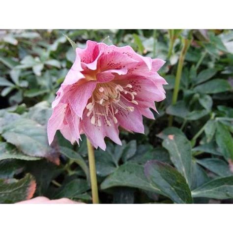 Nieskruid Helleborus Orientalis DOUBLE ELLEN Pink Vaste Planten