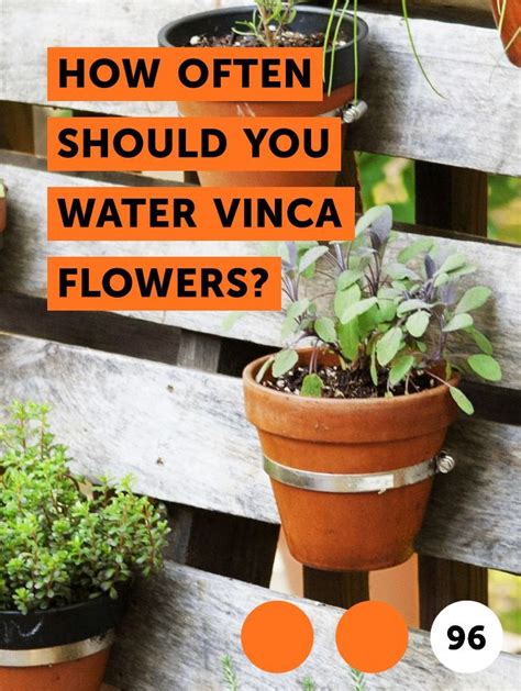 Learn How Often Should You Water Vinca Flowers How To Guides Tips