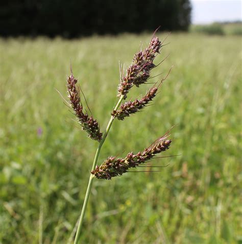 Barnyard Grass Weed Identification Guide For Ontario Crops Ontario Ca