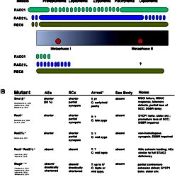 Overview of cohesins in meiosis and meiotic cohesin mutant phenotypes. 