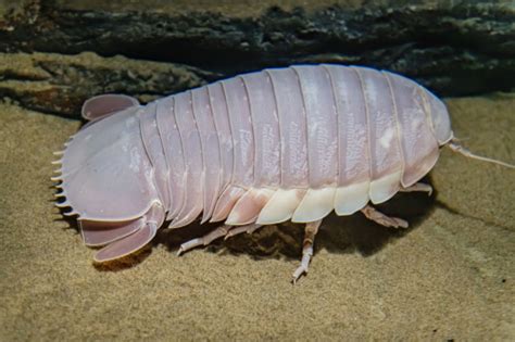Create a Isopod Tier List - TierMaker