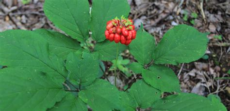 Ginseng | Herbal Info