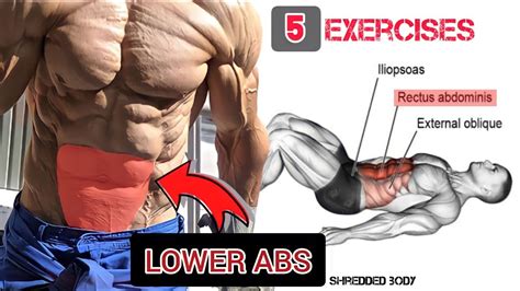 Best Exercises Lower Abs Rectus Abdominis Workout Shredded Body