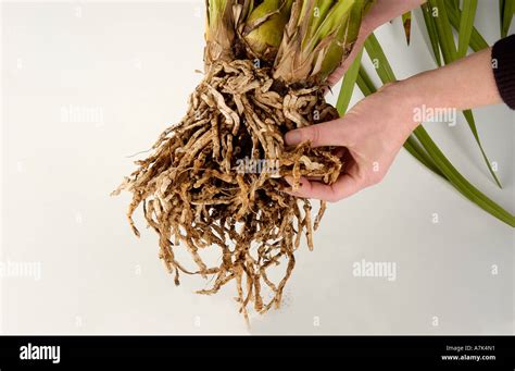 Orchid Root System Hi Res Stock Photography And Images Alamy