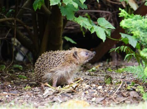 Garden Hedgehog Prickly Free Photo On Pixabay