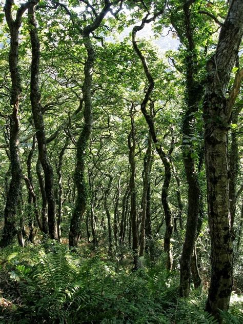 picture wood landscape nature leaf environment tree flora