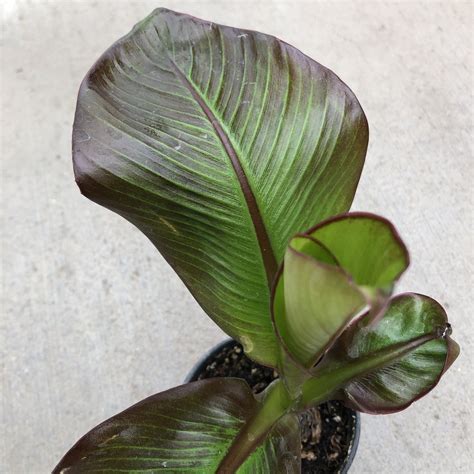 Ensete Maurelii Red Abyssinian Banana Tree In 4 Inch Pot Etsy