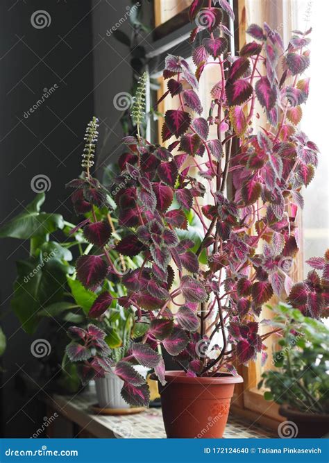 Colorful Coleus Blooms With White Flowers Collection Of Indoor Plants