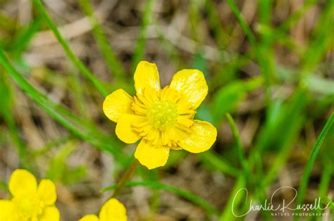 Early Hope Valley Wildflowers - Charlie Russell Nature Photography