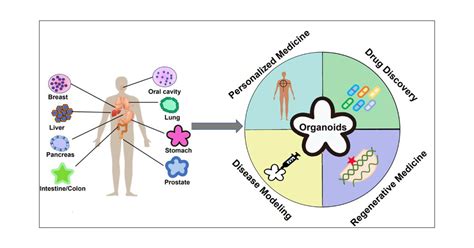 Advance In Human Epithelial Derived Organoids Research Molecular