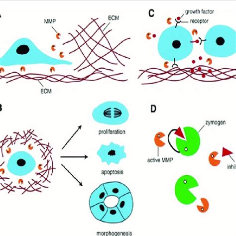 Modes Of Action Of The Matrix Metalloproteinases A Mmps May Affect Download Scientific