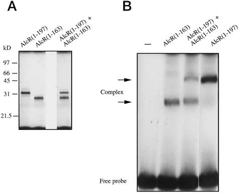 Test For Alcr Heterodimer Formation A Autoradiography Of