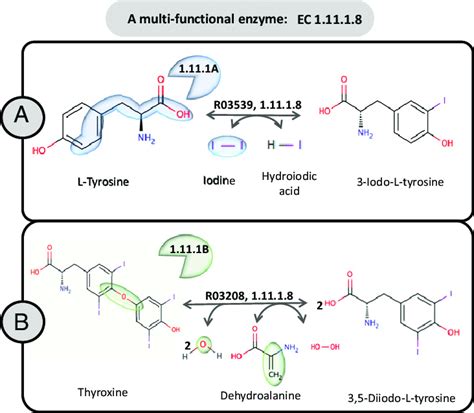 Multifunctional Enzymes Can Catalyze Reactions With Two Different Download Scientific Diagram