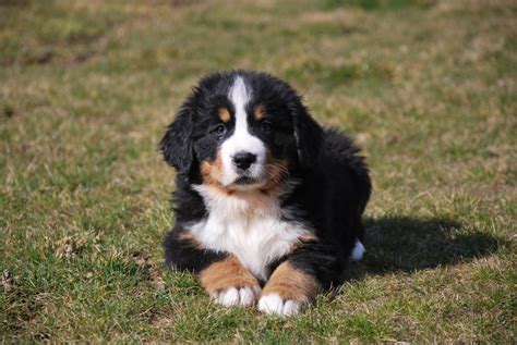 Bouvier Bernois A Donner Gratis Chien Bonheur