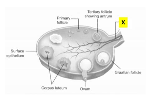 Draw A Diagrammatic Labelled Sketch Of A Sectional View Of Human Ovary