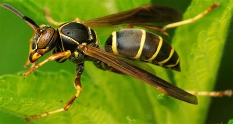 14 Common Wasps Hornets In Texas ID Guide Bird Watching HQ