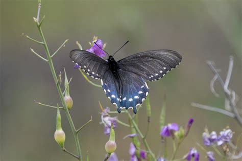 California Pipevine Swallowtail Our Plants Could Host These