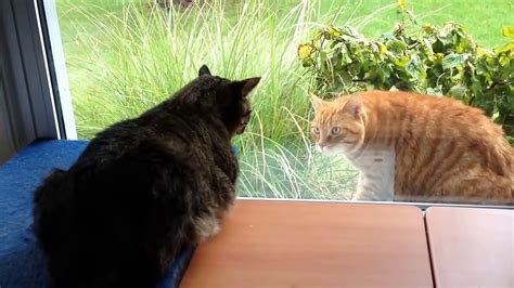 Cat Fight Through The Window Video Dailymotion