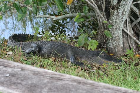 Alligators Along Walkway In Everglades National Park Flickr