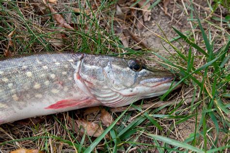 O Fim Acima Da Opini O Peixes De Gua Doce Do Pique Encontra Se Na