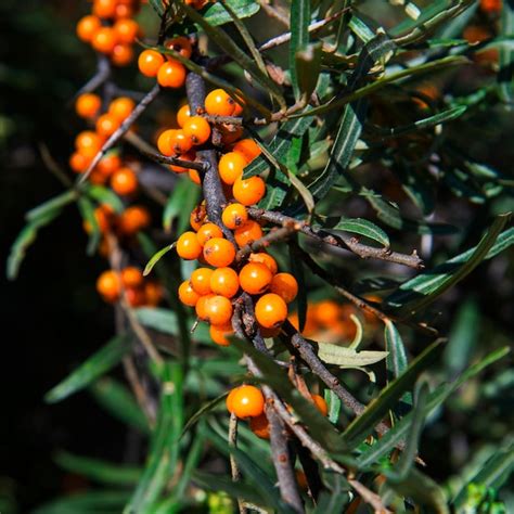 Premium Photo Ripe Sea Buckthorn Berries On A Branch