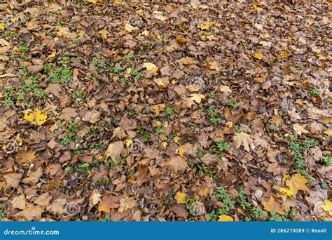 Autumn Foliage on Trees in Europe Stock Image - Image of dark, scenic ...