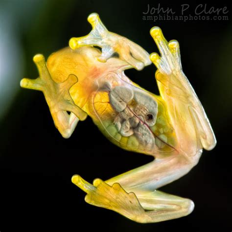 Awesome Animal Glass Frog Stan C Smith