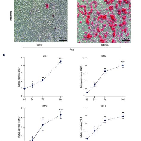 Osteogenic Differentiation Of Rat Bone Marrow Derived Mesenchymal Stem Download Scientific